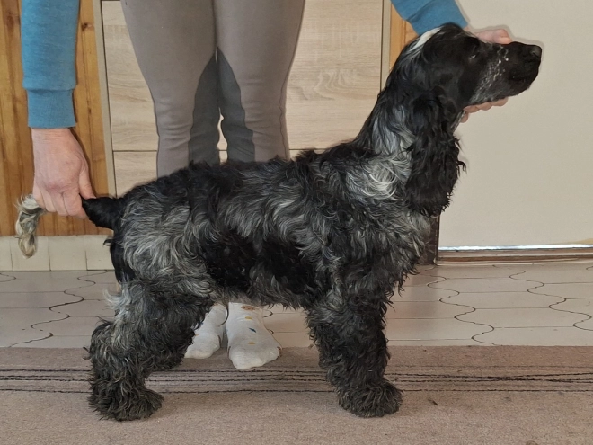 English Cocker Spaniel puppy for sale