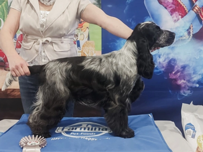 Perros Cocker Spaniel Inglés en venta