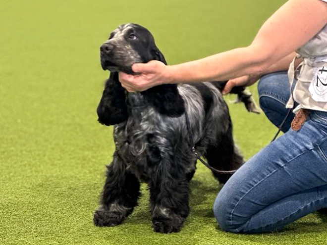 Perros Cocker Spaniel Inglés en venta