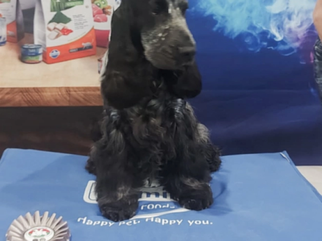 Perros Cocker Spaniel Inglés en venta