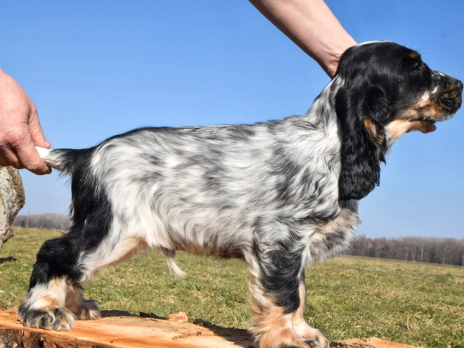 Englischer Cocker Spaniel Welpe kaufen
