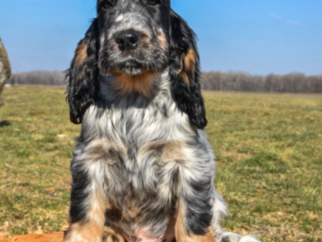 Englischer Cocker Spaniel Welpe kaufen