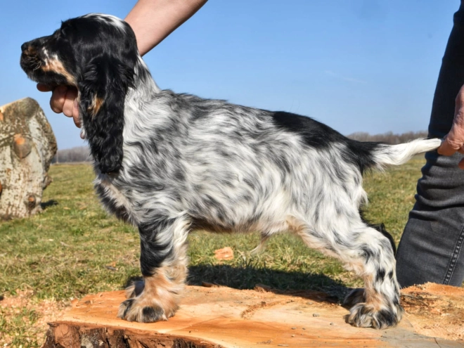 Englischer Cocker Spaniel Welpe kaufen