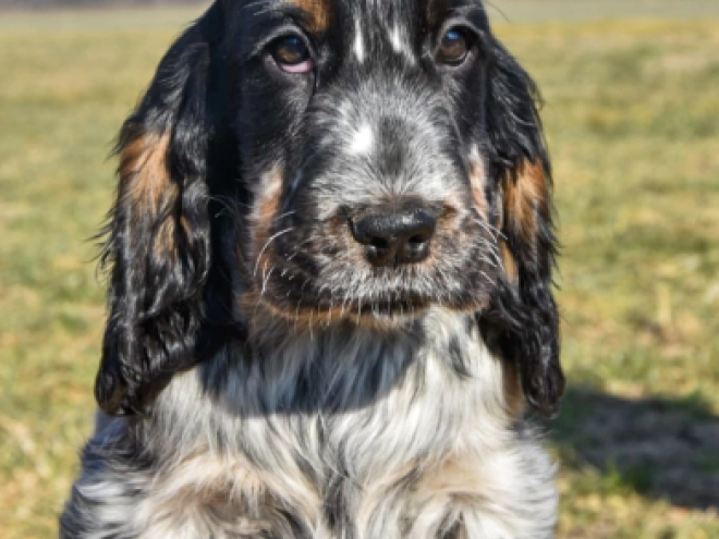 Englischer Cocker Spaniel Welpe kaufen