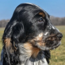 Kewpie, blue roan and tan English Cocker Spaniel for sale