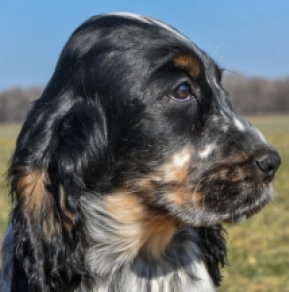 Englischer Cocker Spaniel Welpe kaufen