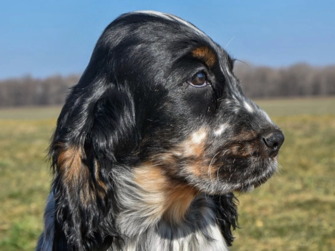 Englischer Cocker Spaniel Welpe kaufen