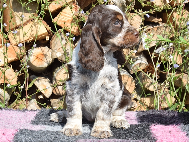 Englischer Cocker Spaniel Welpe kaufen