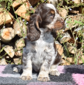Englischer Cocker Spaniel Welpe kaufen