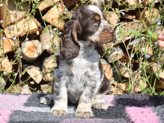 Englischer Cocker Spaniel Welpe kaufen