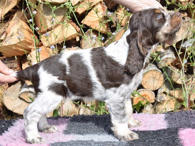 Englischer Cocker Spaniel Welpe kaufen