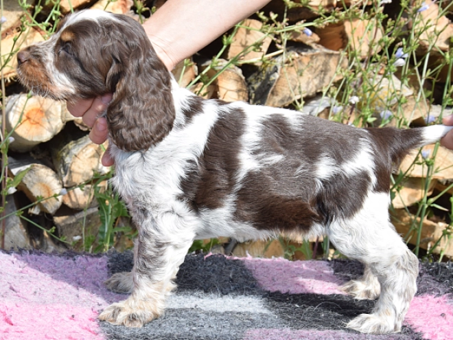 Englischer Cocker Spaniel Welpe kaufen