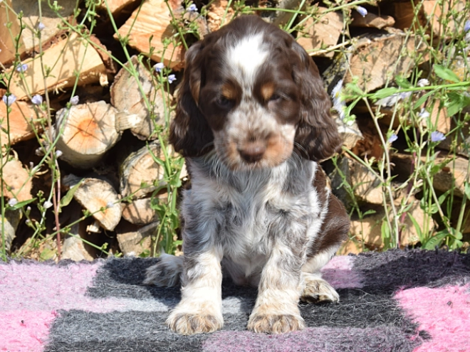 Englischer Cocker Spaniel Welpe kaufen