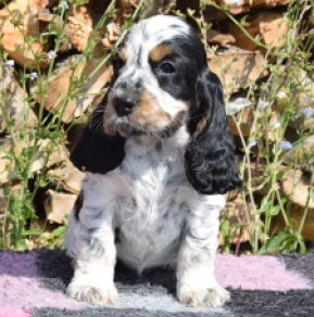Englischer Cocker Spaniel Welpe kaufen