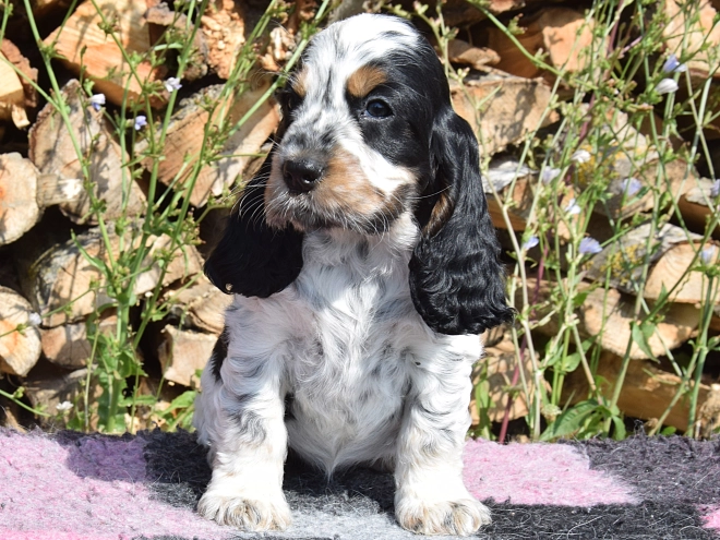 English Cocker Spaniel puppy for sale