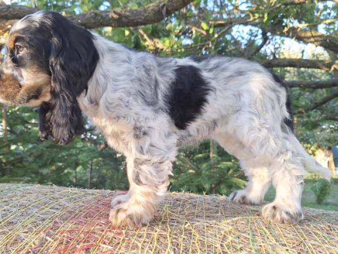 English Cocker Spaniel puppy for sale
