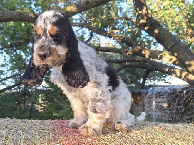 English Cocker Spaniel puppy for sale