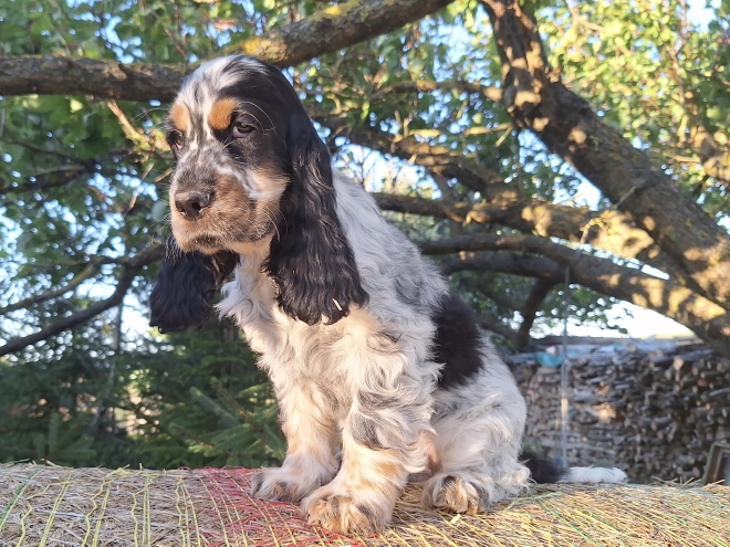 English Cocker Spaniel puppy for sale