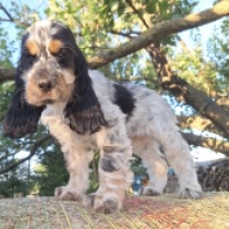 Theacher, blue roan and tan Englischer Cocker Spaniel Welpen kaufen