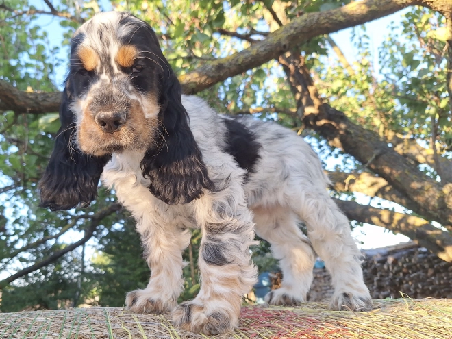 English Cocker Spaniel puppy for sale