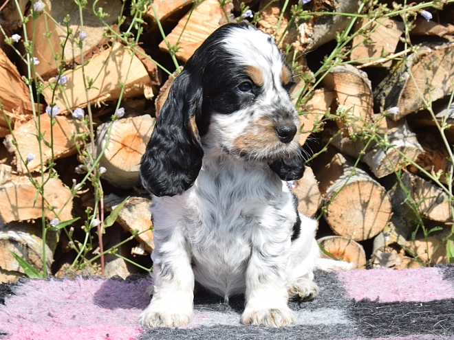 English Cocker Spaniel puppy for sale