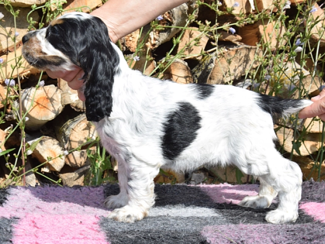 English Cocker Spaniel puppy for sale