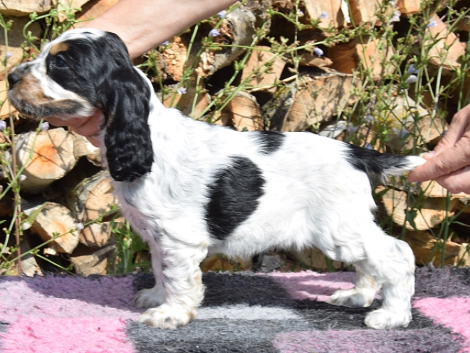 English Cocker Spaniel puppy for sale