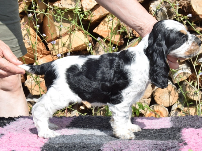 English Cocker Spaniel puppy for sale