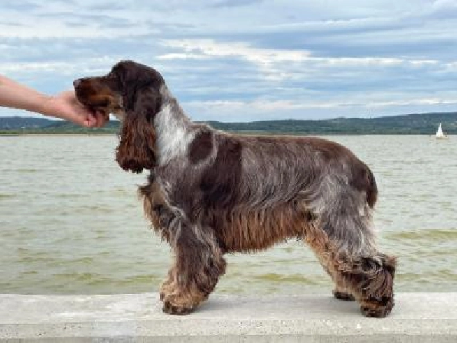 English Cocker Spaniel puppy for sale