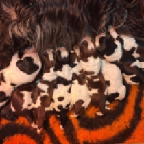 Promising Litter, liver roan and tan English Cocker Spaniel for sale