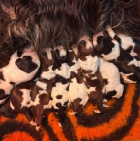 Englischer Cocker Spaniel Welpe kaufen
