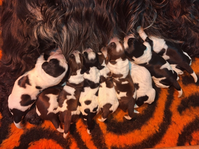 English Cocker Spaniel puppy for sale