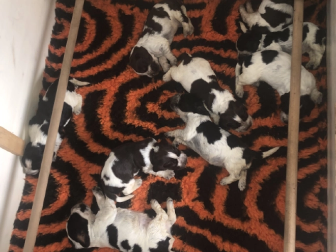 English Cocker Spaniel puppy for sale