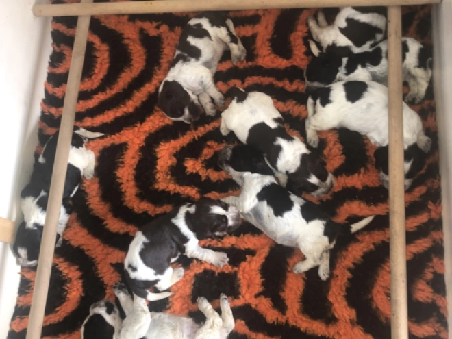 English Cocker Spaniel puppy for sale