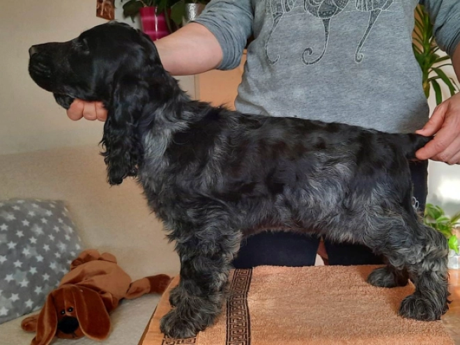 English Cocker Spaniel puppy for sale