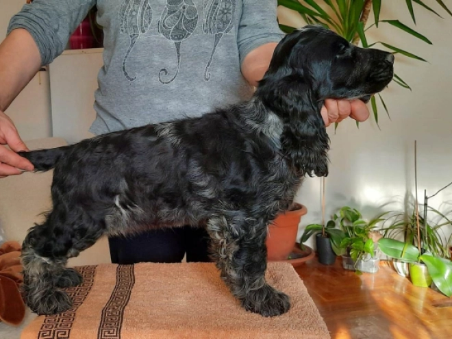 English Cocker Spaniel puppy for sale