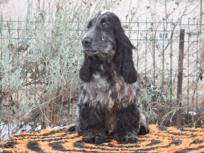 Perros Cocker Spaniel Inglés en venta