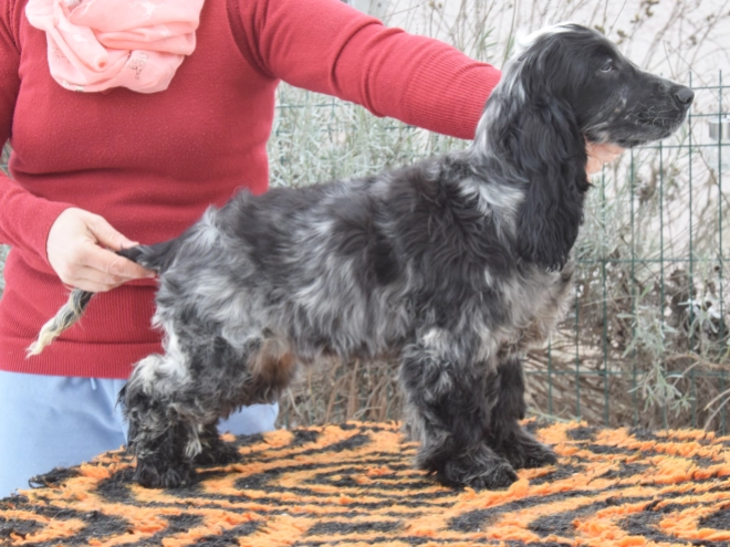 Perros Cocker Spaniel Inglés en venta
