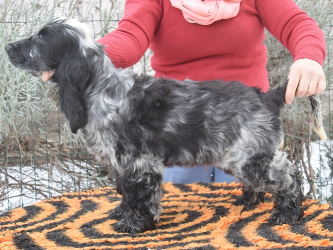 Perros Cocker Spaniel Inglés en venta