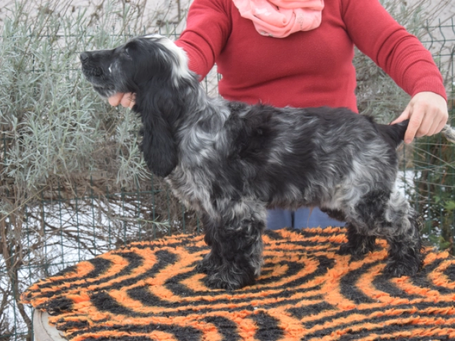Perros Cocker Spaniel Inglés en venta