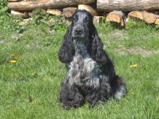 Perros Cocker Spaniel Inglés en venta