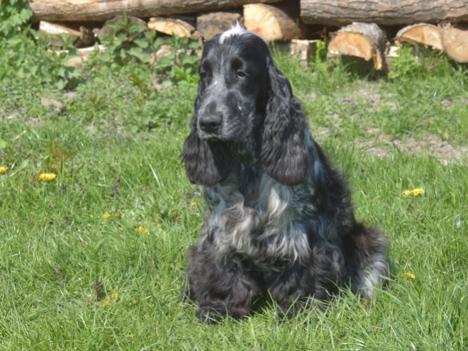 Perros Cocker Spaniel Inglés en venta