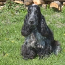 Beckham, blue roan English Cocker Spaniel for sale
