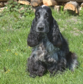Perros Cocker Spaniel Inglés en venta