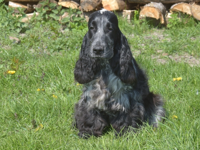 Perros Cocker Spaniel Inglés en venta