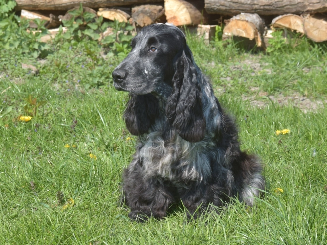 Perros Cocker Spaniel Inglés en venta