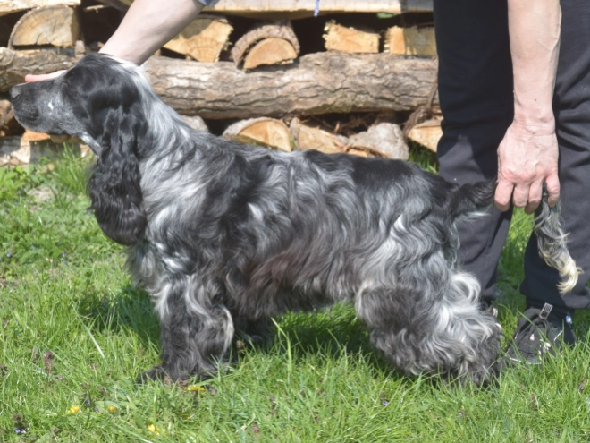 Perros Cocker Spaniel Inglés en venta