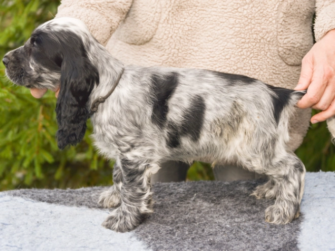Perros Cocker Spaniel Inglés en venta