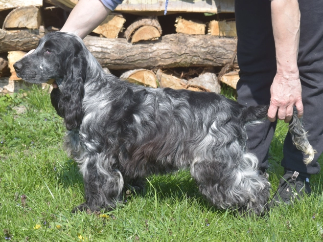 Perros Cocker Spaniel Inglés en venta