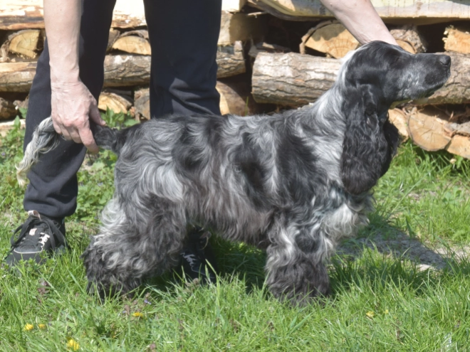 Perros Cocker Spaniel Inglés en venta